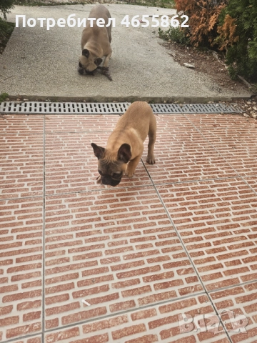 Френски съкровища търсят любящи стопани, снимка 2 - Френски булдог - 52474199