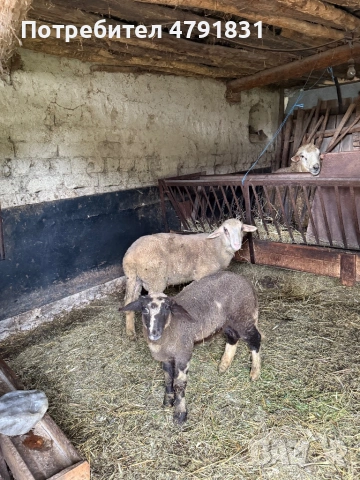 Продавам агнета!