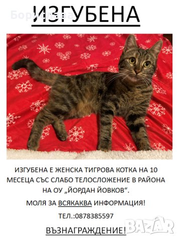 Изгубена тигрова котка гр.Варна, снимка 1 - Изгубени/намерени - 44292579