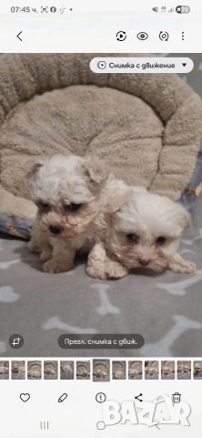 Малтийска болонка мини , снимка 7 - Болонка - 53921434