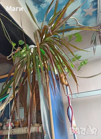 Драцена маргината Dracaena marginata, снимка 4 - Стайни растения - 56445694