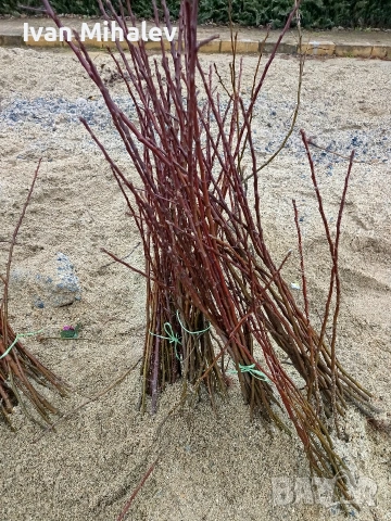 промо цени за дръвчета и лози, снимка 3 - Градински цветя и растения - 53928143