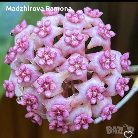 Hoya Хоя Hot Lips 