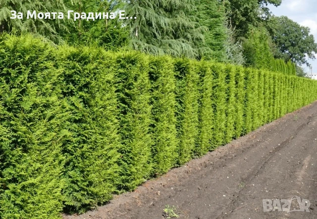 Западна Туя - Брабант 