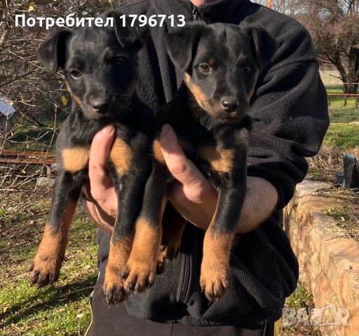 Ягдтериер кученца, снимка 8 - Ягдтериер - 52349820