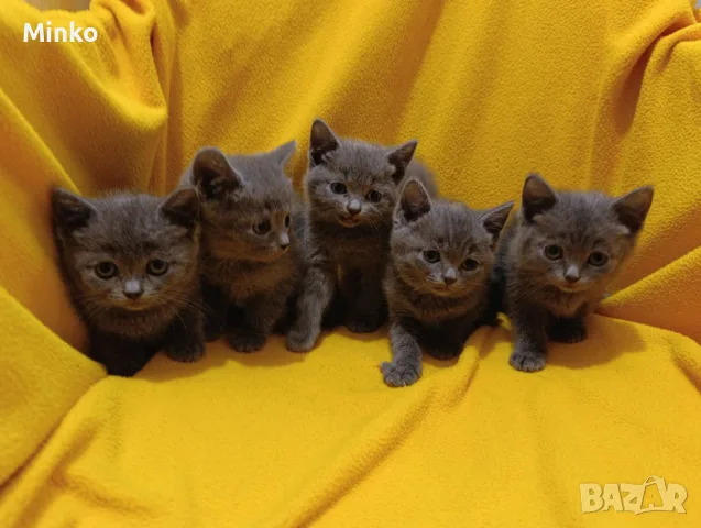 Котета от порода Руска синя котка !, снимка 5 - Руска синя котка - 56255721