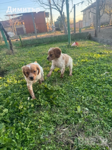 Бретон шпаньоли, снимка 5 - Шпаньоли - 52805739