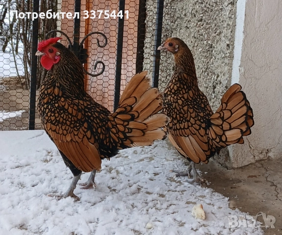 предлгам яйца за разплод от златен зибрайт 