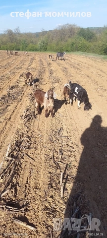 ярета, снимка 5 - Кози - 54345171