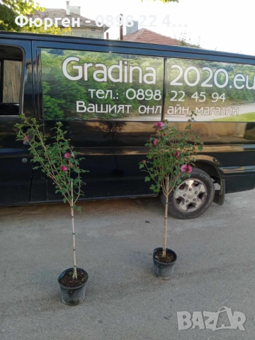 Хибискус Кичест - Щамба, снимка 4 - Разсади - 46653639