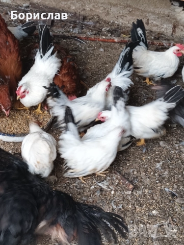 Елитни птици порода ШАБО чифтове., снимка 5 - други­ - 52433307