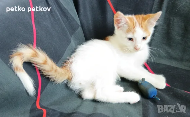 Подарявам малки котенца на три месеца, снимка 6 - Други - 56067925