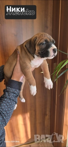 Продавам питбули, снимка 2 - Питбул - 52743058