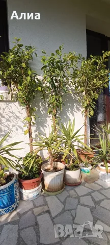 Фикус Бенджамин Microcarpa, височина 150 см, снимка 15 - Стайни растения - 54500156