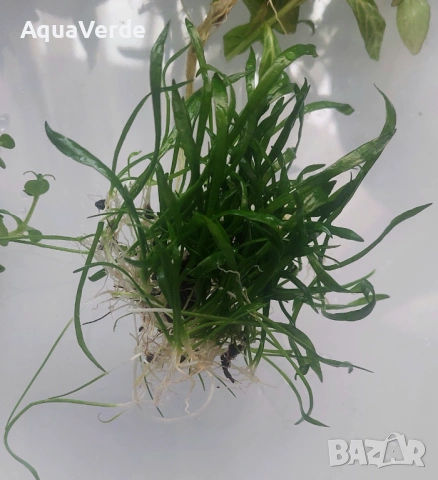 Пакет растения , снимка 2 - Рибки - 53944775