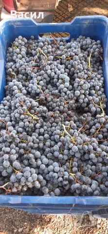 Грозде мерло и каберне, снимка 2 - Домашни продукти - 56342550