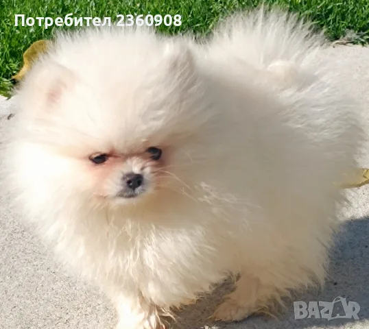 Померан, померанче 