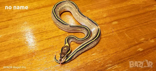 Кралски питони (Python Regius) , снимка 4 - Змии - 55994733