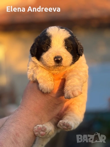 Продавам каракачански кученца с родословие, снимка 5 - Каракачанска овчарка - 54337910