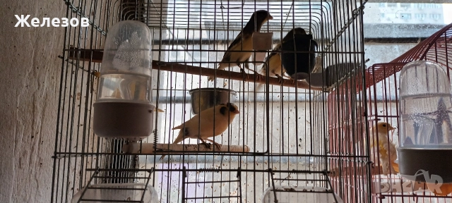 Канари Орфей 