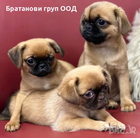 Брюкселски грифон , снимка 5 - Други - 48768942