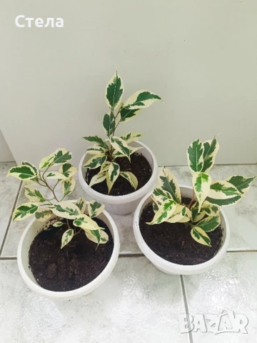 бял Бенджамин, Бегония , Хлорофитум , снимка 7 - Стайни растения - 46143435