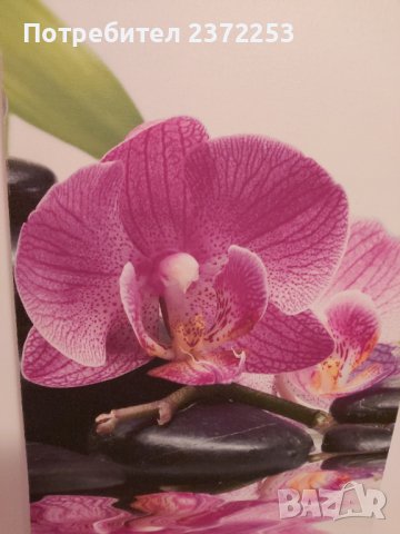 Продавам ПАНО ОРХИДЕЯ, снимка 3 - Пана - 37887802