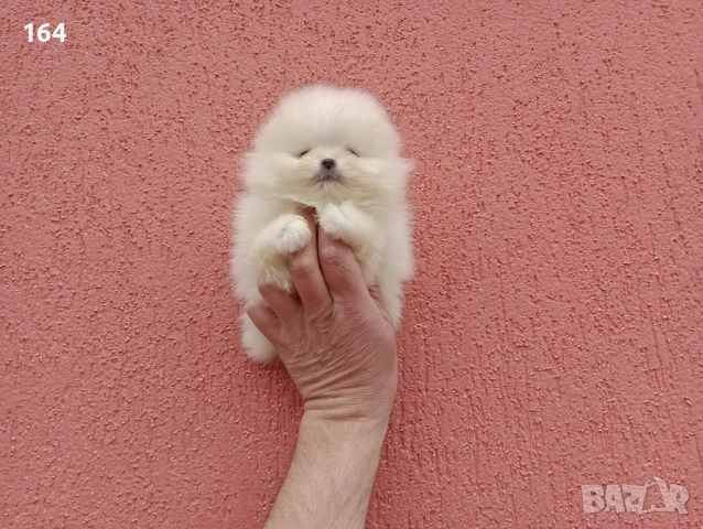 Миниатюрен чисто бял, мини Померан. Реални снимки !!!  , снимка 3 - Померан - 53921496