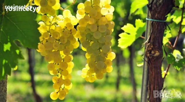 Продавам грозде сорт Мускат отонел