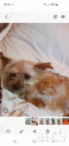  Мини Йорки женски , снимка 3 - Йоркширски териер - 52770169