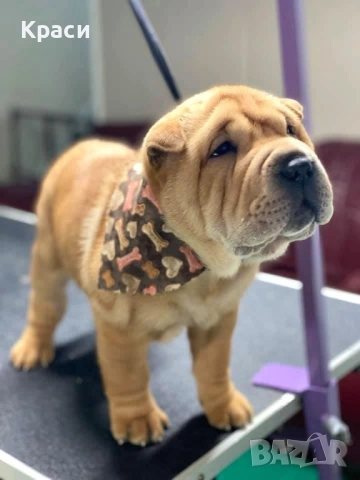 Куче Шар пей, снимка 4 - Шар пей - 51010254