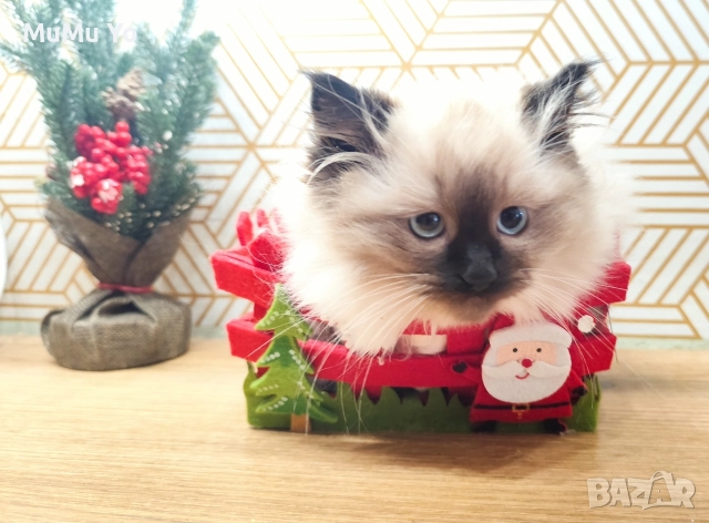 Коте Регдол / Ragdoll 