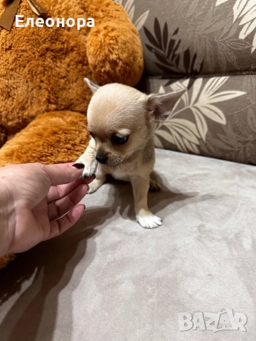 Мини Чихуахуа Момиченце Уникат, снимка 2 - Чихуахуа - 52671639
