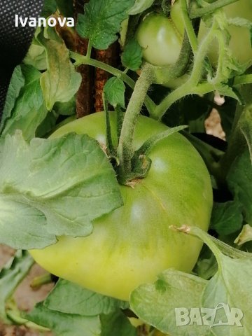 Предлагам разсад стари български сортове домати, снимка 7 - Сортови семена и луковици - 24154757