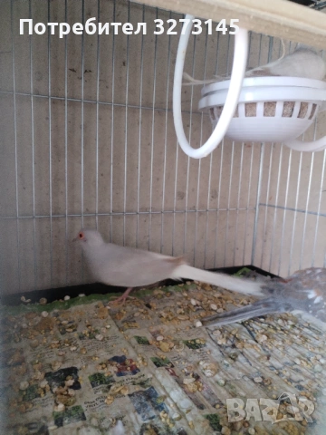 Диамантени гугутки , снимка 2 - Други животни - 54283852