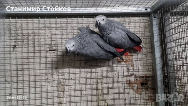 Сив папагал жако