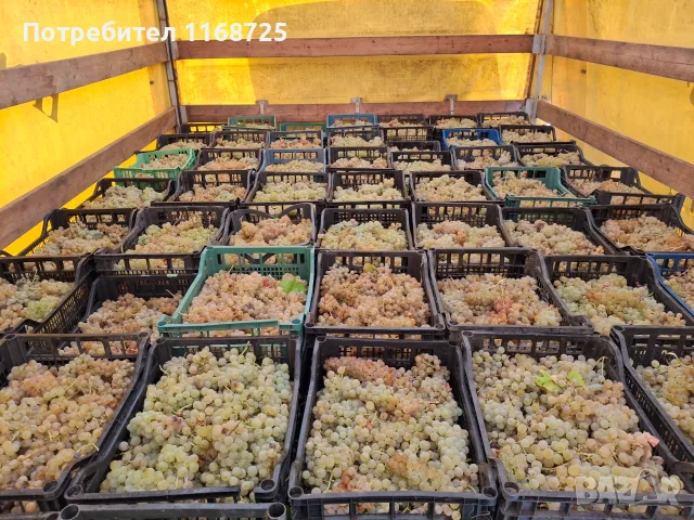 Мускат отонел ароматно грозде, снимка 2 - Сортови семена и луковици - 55807863