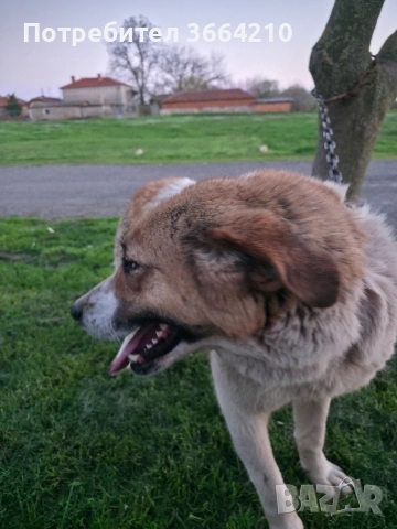 Кръстоска Каракачанска овчарка-Кангал, снимка 3 - Кангал - 54101798