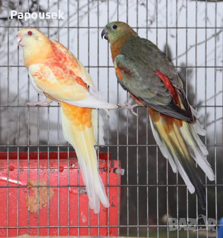 Работещи двойки Пойни Папагали , снимка 6 - Папагали - 50786813
