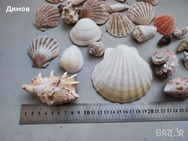 Лот раковина рапан мида декорация аквариум, снимка 4 - Други - 54035939