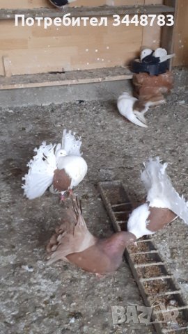 Гълъби  фенерлии, снимка 10 - Гълъби - 37488411