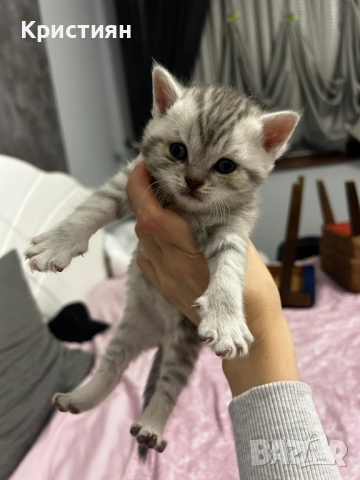 Британската късокосместа, снимка 4 - Британска късокосместа - 52415995