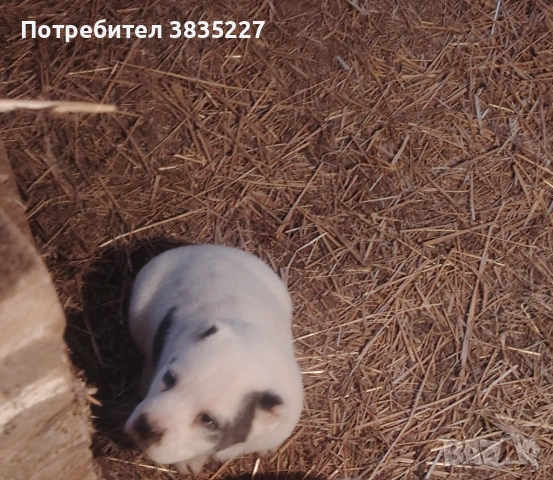 САО-Алабай , снимка 5 - Алабай - 53064129