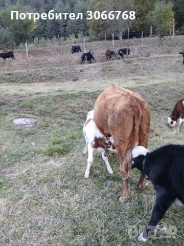Крави , снимка 7 - Крави - 52078435