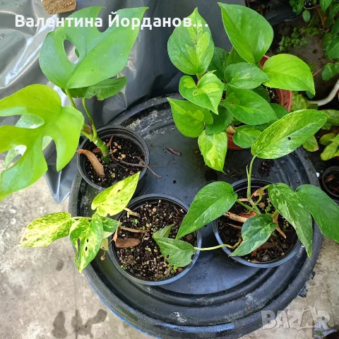 стайни цветя и комплекти, снимка 6 - Стайни растения - 56140185