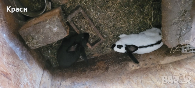 Зайци , снимка 7 - Други животни - 42568244