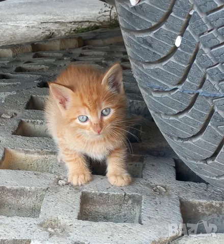 Подаряваме котета., снимка 10 - Други - 54716851