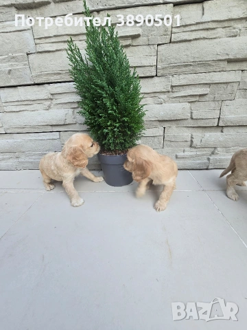 чистокръвни Кокер Шпаньоли, снимка 5 - Кокер шпаньол - 54005829