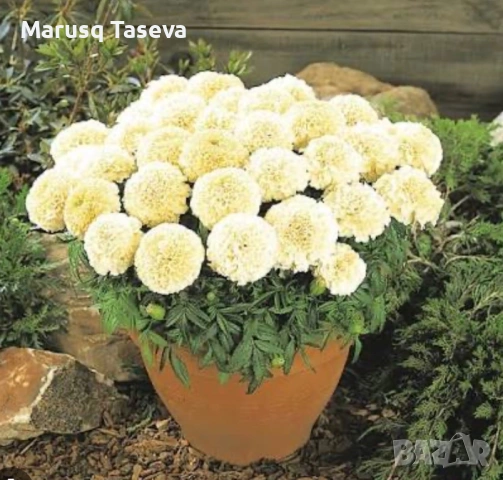 Тагетис , снимка 2 - Други стоки за дома - 54329501