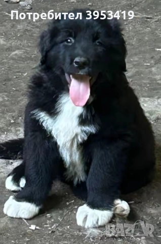 каракачански кученца 